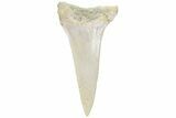 Fossil Shark Mako Tooth - Bakersfield, CA #223736-1